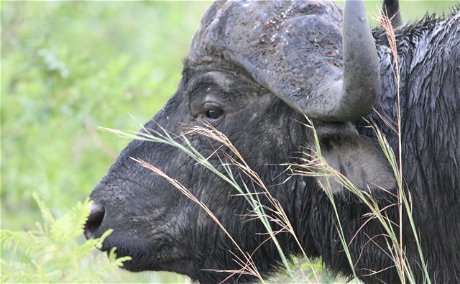 Western Shores Buffalo 