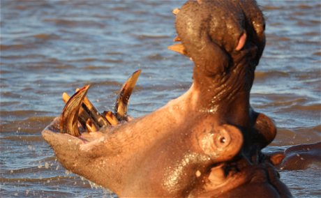 Hippo St Lucia St Lucia Wetlands Guesthouse experience