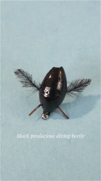 Predacious diving beetle by Alan Hobson, Wild Fly Fishing in the Karoo