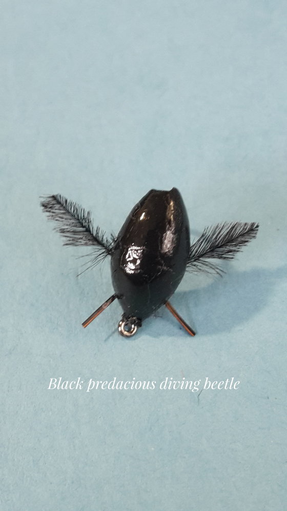 Predacious diving beetle by Alan Hobson, Wild Fly Fishing in the Karoo