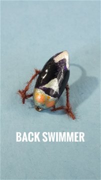 Back Swimmer by Alan Hobson, Wild Fly Fishing in the Karoo