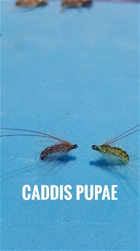 Caddis Pupae by Alan Hobson, Wild Fly Fishing in the Karoo