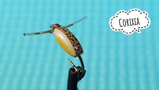 Corixia by Alan Hobson, Wild Fly Fishing in the Karoo