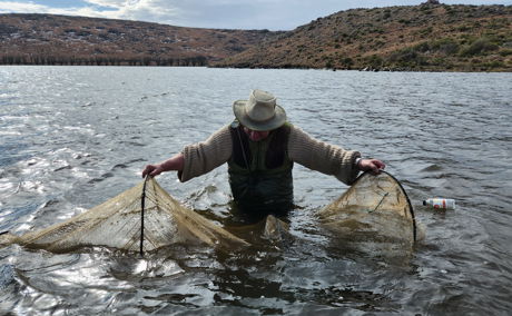 Harvesting trout eggs in the Eastern Cape, South Africa