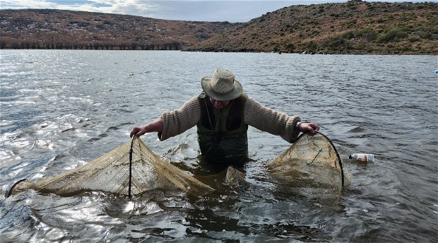 Harvesting trout eggs in the Eastern Cape, South Africa