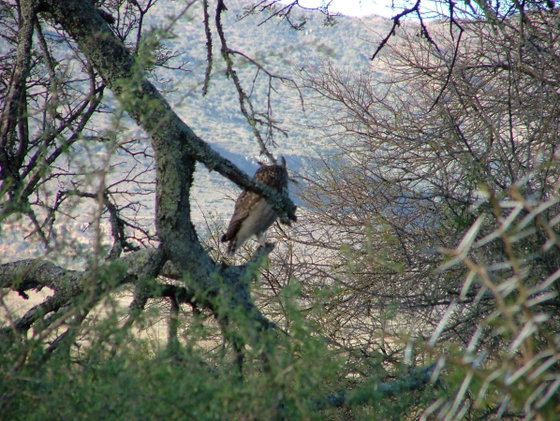 Over 300 bird species