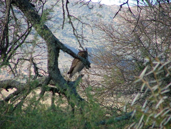 Over 300 bird species Over 300 bird species