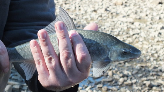 Fly Fishing, Mudfish, South Africa