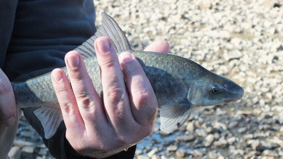 Fly Fishing, Mudfish, South Africa Fly Fishing, Mudfish, South Africa