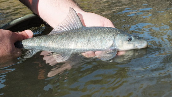 Fly Fishing, Mudfish, South Africa