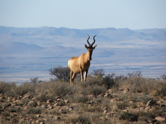 Game Viewing