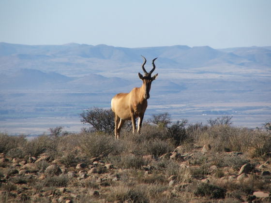 Game Viewing Game Viewing