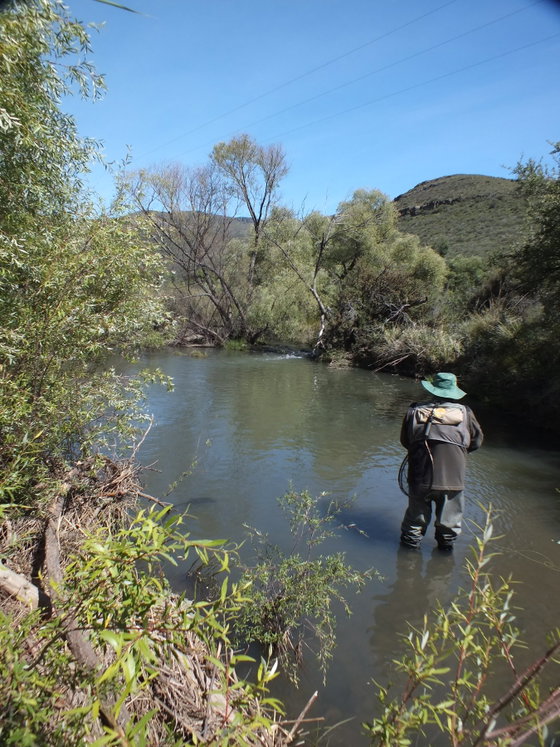 Fishing trout, Still water