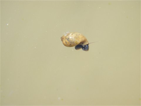 Aquatic snail