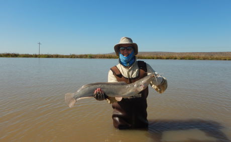 Sharptooth catfish, African Catfish, Barbel fishing with Wild Fly Fishing in the Karoo