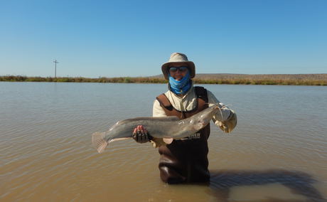 Sharptooth catfish, African Catfish, Barbel fishing with Wild Fly Fishing in the Karoo Sharptooth catfish, African Catfish, Barbel fishing with Wild Fly Fishing in the Karoo