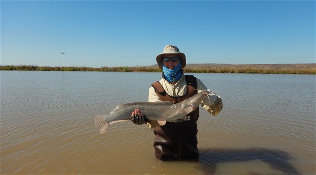 Fly Fishing For Catfish!! 