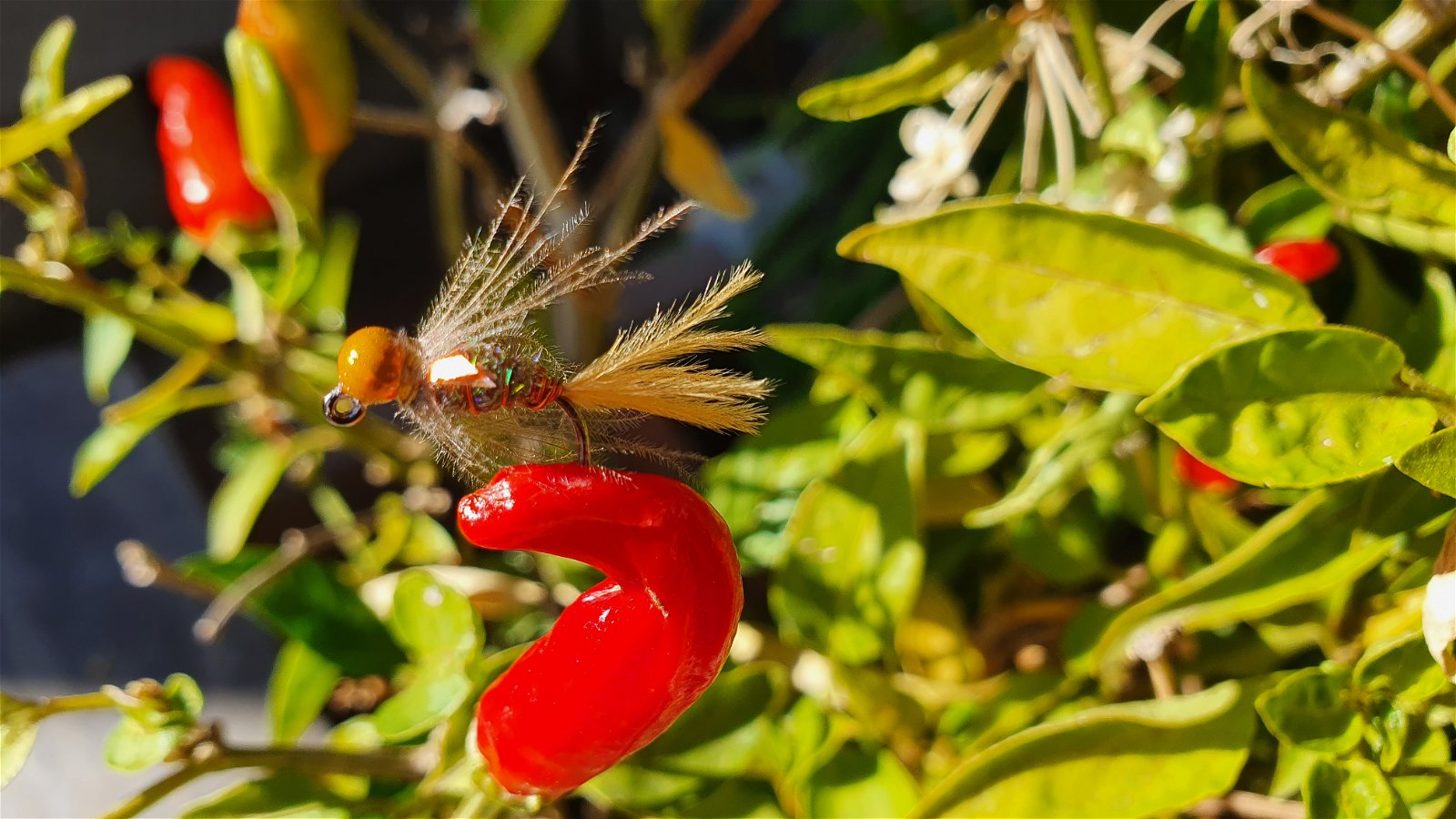 Duracell Jig, winter fly patterns by Alan Hobson, Wild Fly Fishing in the Karoo
