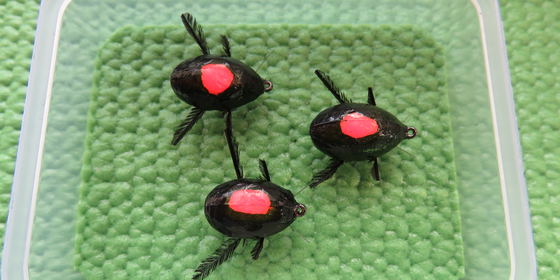 Indicator Beetle