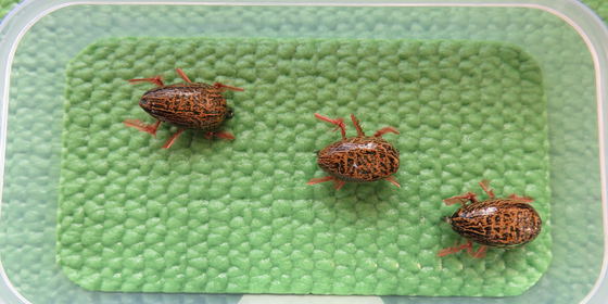 Long Toe Beetle