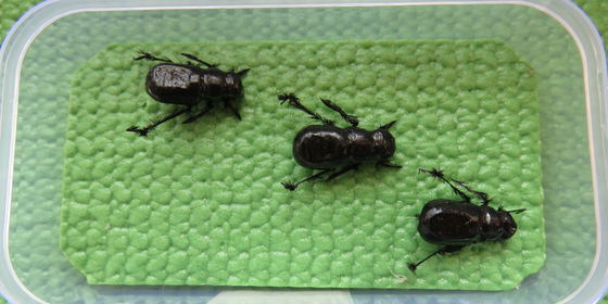 Riffle Beetle