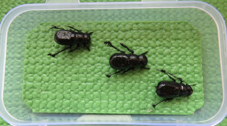 Riffle Beetle by Alan Hobson, Wild Fly Fishing in the Karoo Riffle Beetle by Alan Hobson, Wild Fly Fishing in the Karoo
