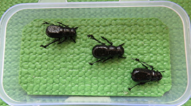 Riffle Beetle by Alan Hobson, Wild Fly Fishing in the Karoo