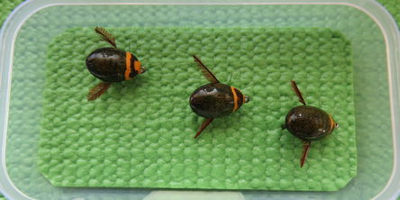 Predacious Diving Beetle