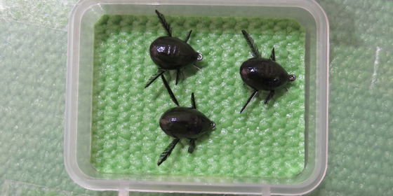 Black Predacious Diving Beetle