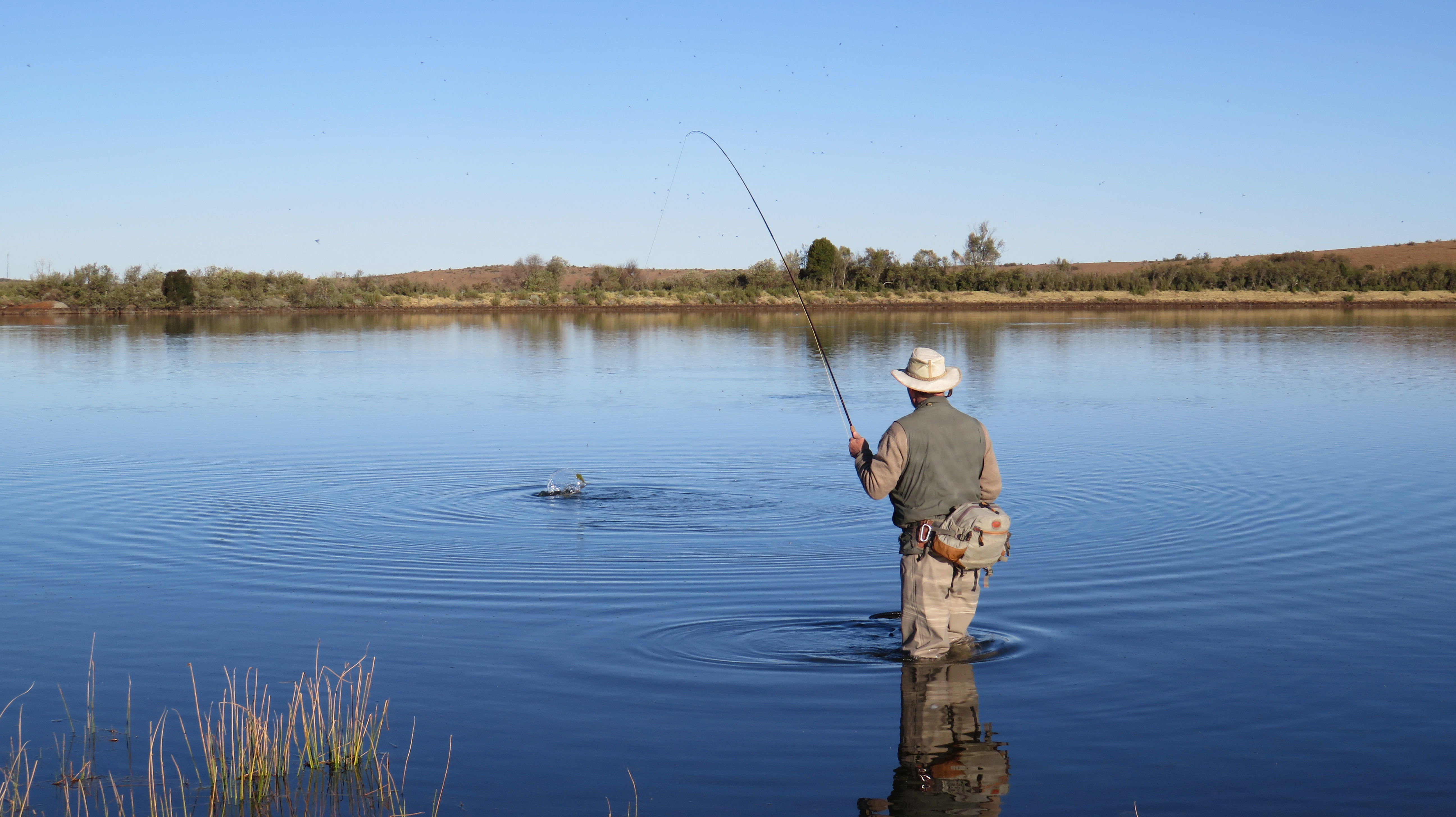fly fish in south africa, caddis hatch, fly fishing for trout in Somerset East