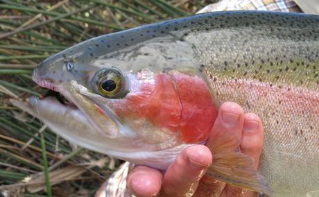 Rainbow Trout, Karoo South Africa, Wild Fly Fishing in the Karoo