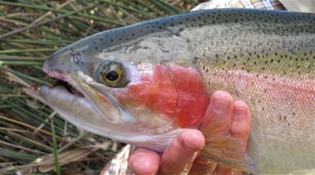 Rainbow Trout, Karoo South Africa, Wild Fly Fishing in the Karoo