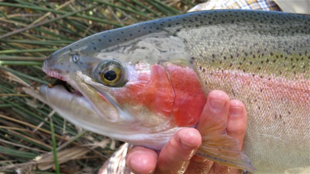 Rainbow Trout, Karoo South Africa, Wild Fly Fishing in the Karoo