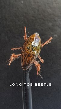 Long Toe Beetle by Alan Hobson, Wild Fly Fishing in the Karoo