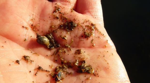 Aquatic snail Aquatic snail