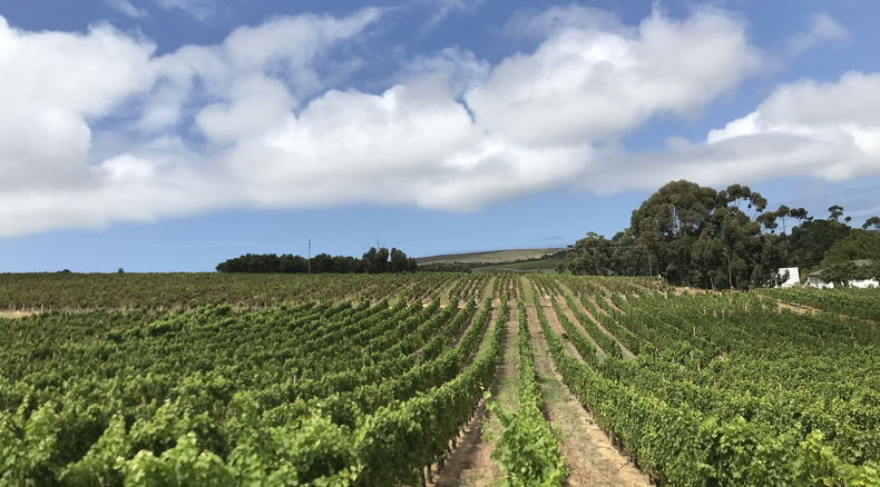 Vinyards