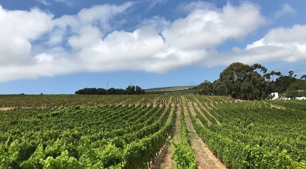 Vinyards