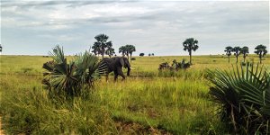 Explore Uganda