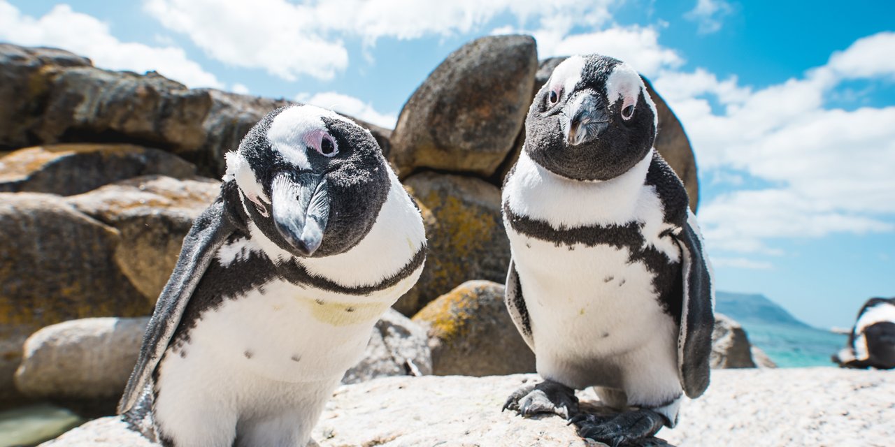 Boulders Beach penguins