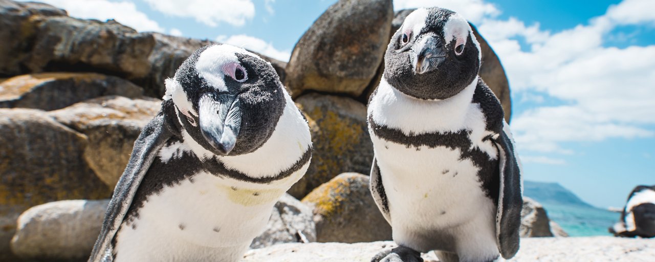 Boulders Beach penguins