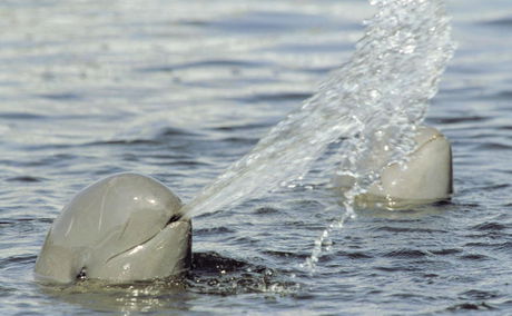 Irrawaddy Dolphin