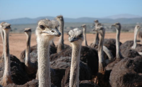 Ostrich Farms in Oudtshoorn