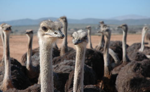 Ostrich Farms in Oudtshoorn