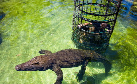 Cango Wildlife Ranch in Oudtshoorn