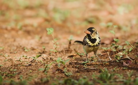 Birding in Ruaha National Park