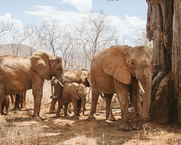 About Ruaha National Park