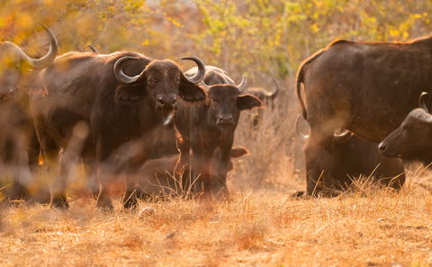 Wildlife in Ruaha National Park