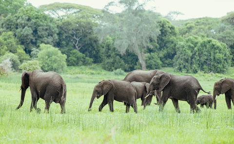 Wildlife in Katavi National Park
