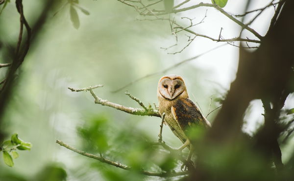 Birding in Katavi National Park