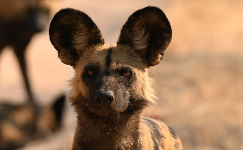 Wildlife in Nyerere National Park